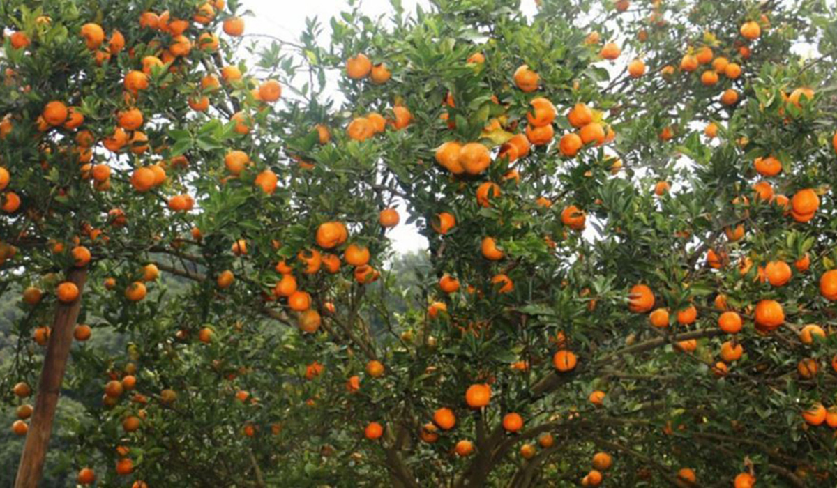गुल्मीमा फल्यो २३ करोडको सुन्तला 